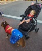 Wonder Baby Brylee meets Wonder Dog Halloween 2024 Venice, FL